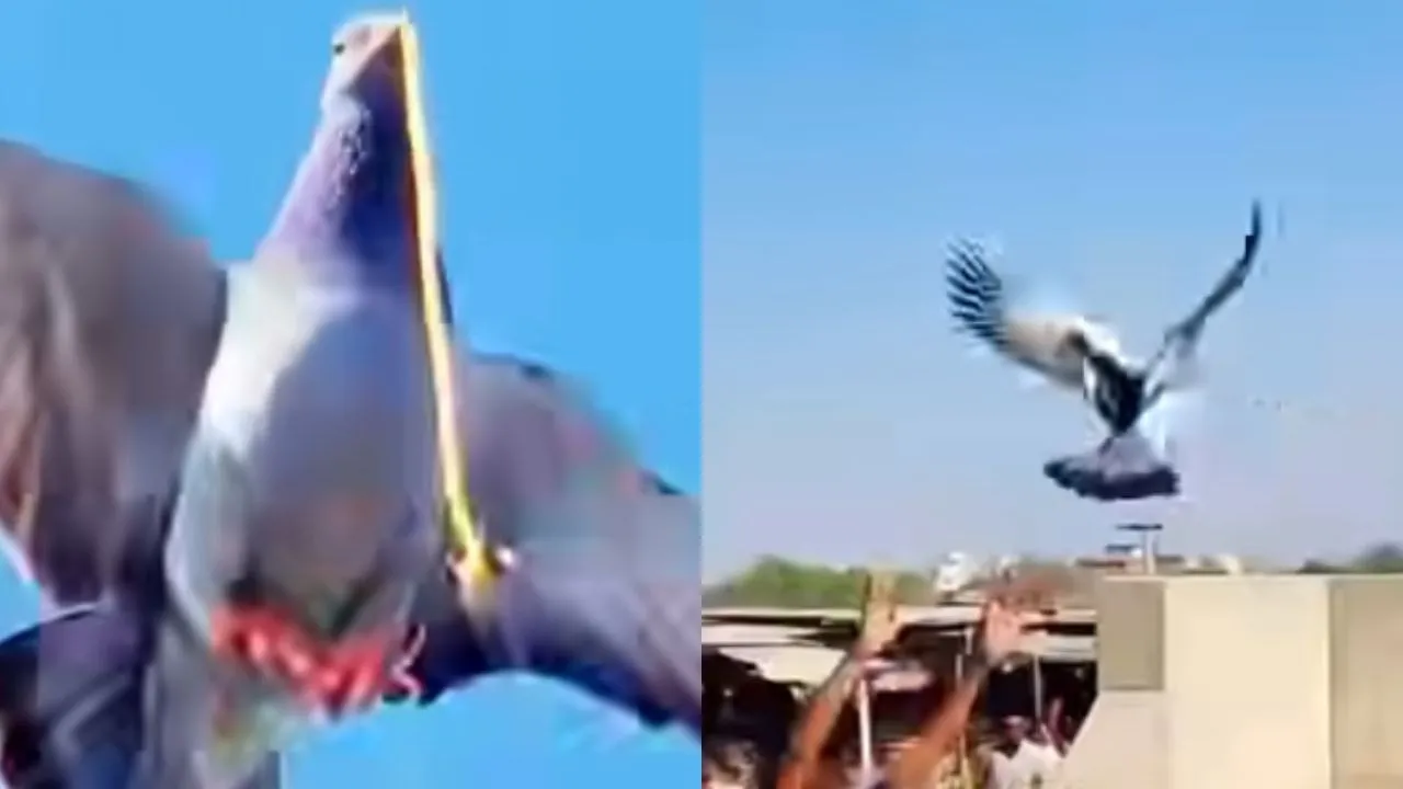 Pigeon flew away with gold chain