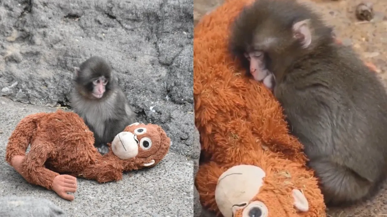 वायरल वीडियो (11)