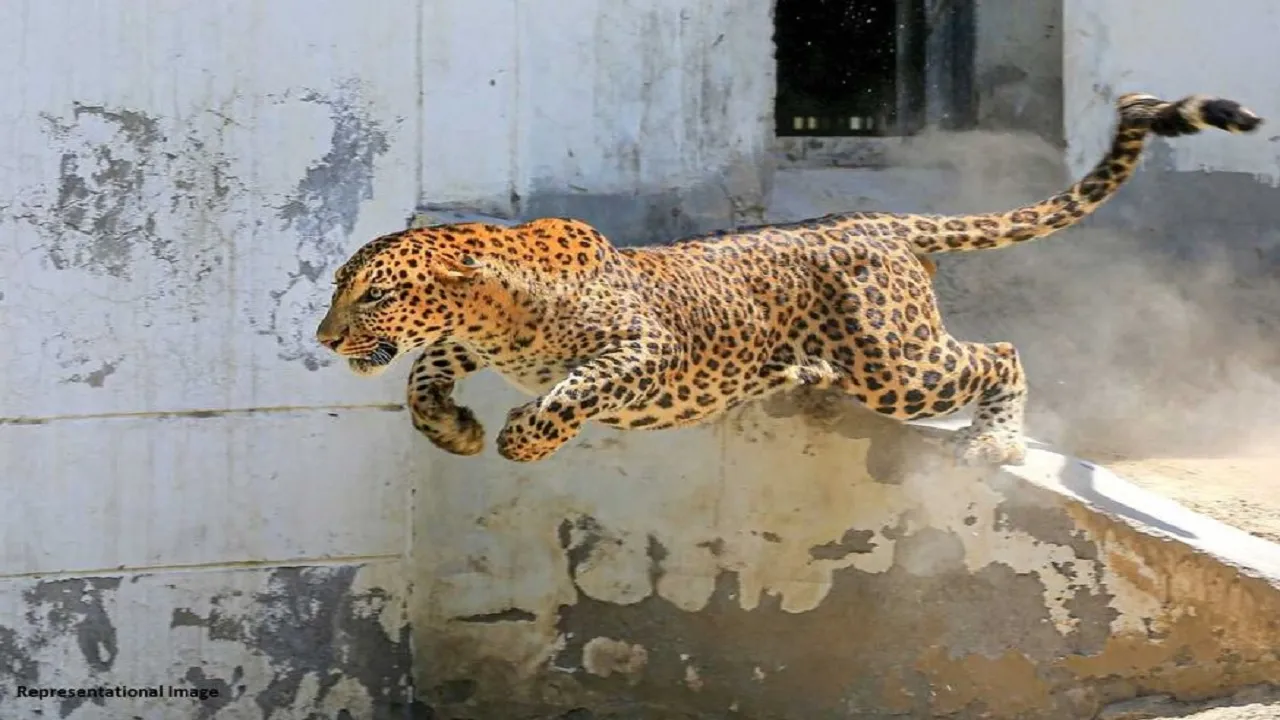 Leopard Attack1