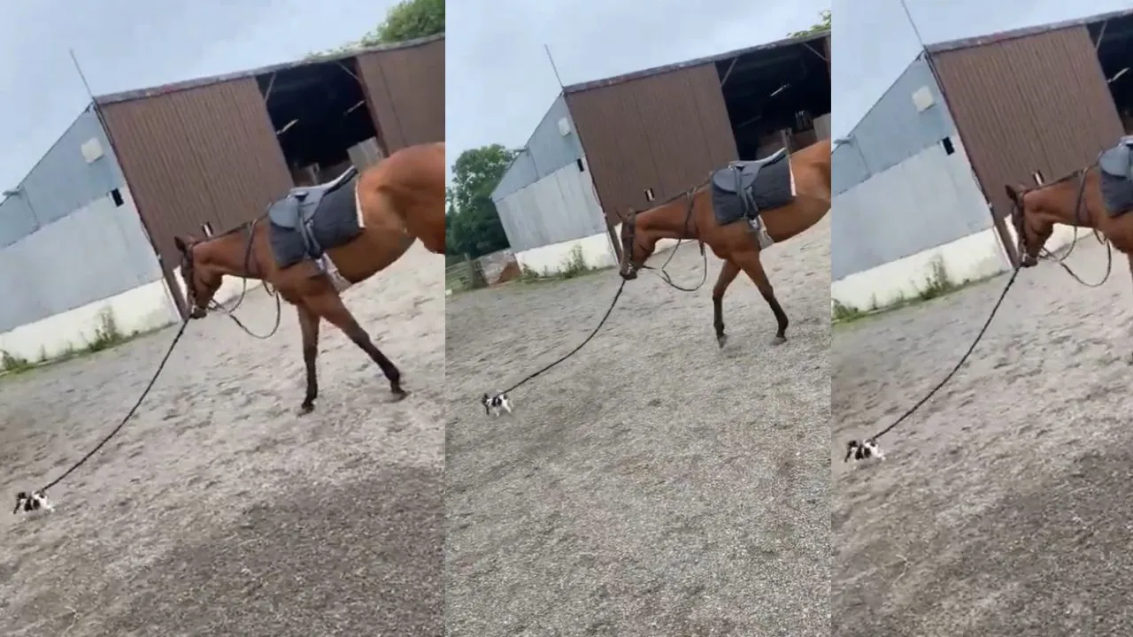 horse viral video