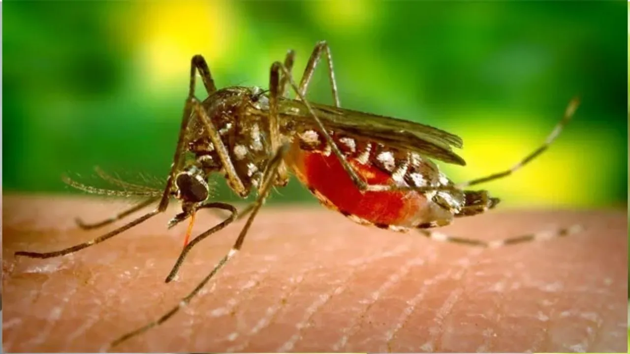 mosquitoes bite 2