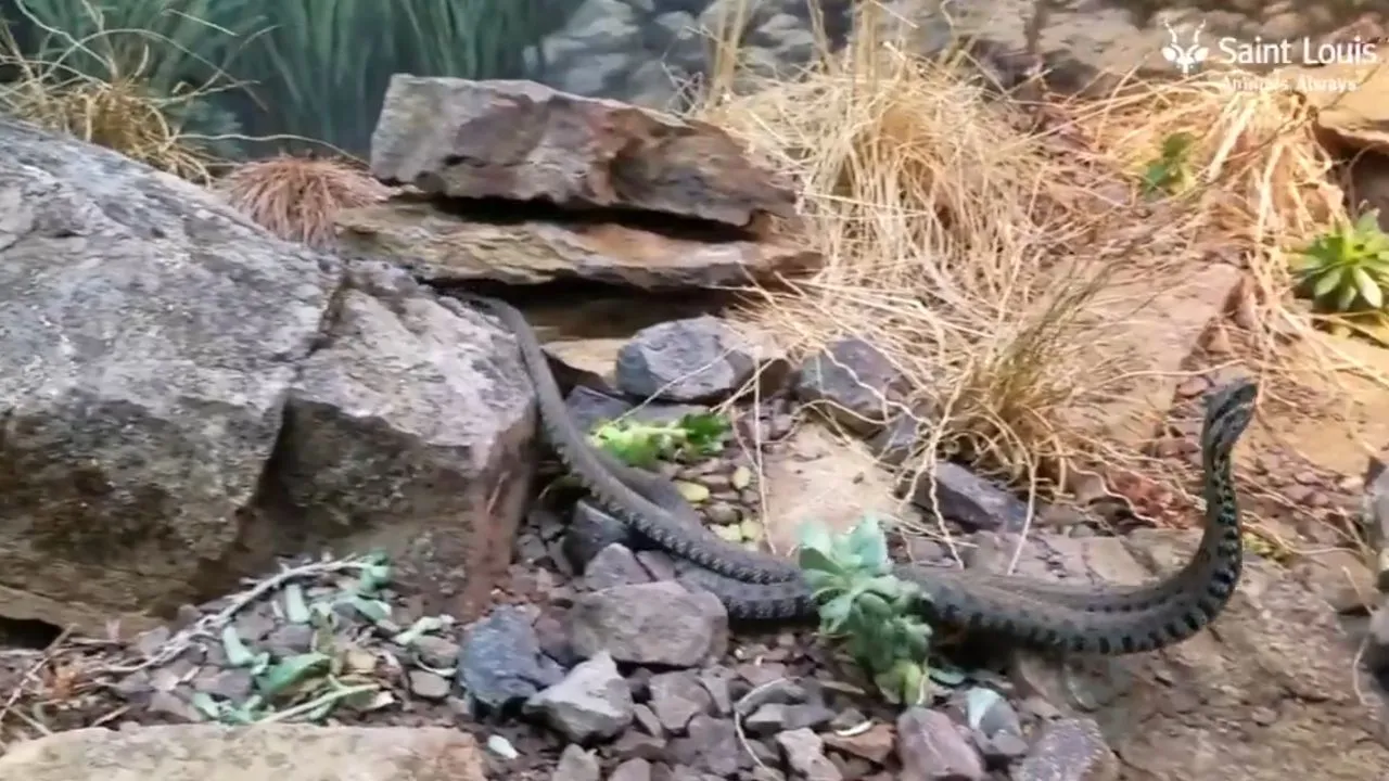 viral snake 