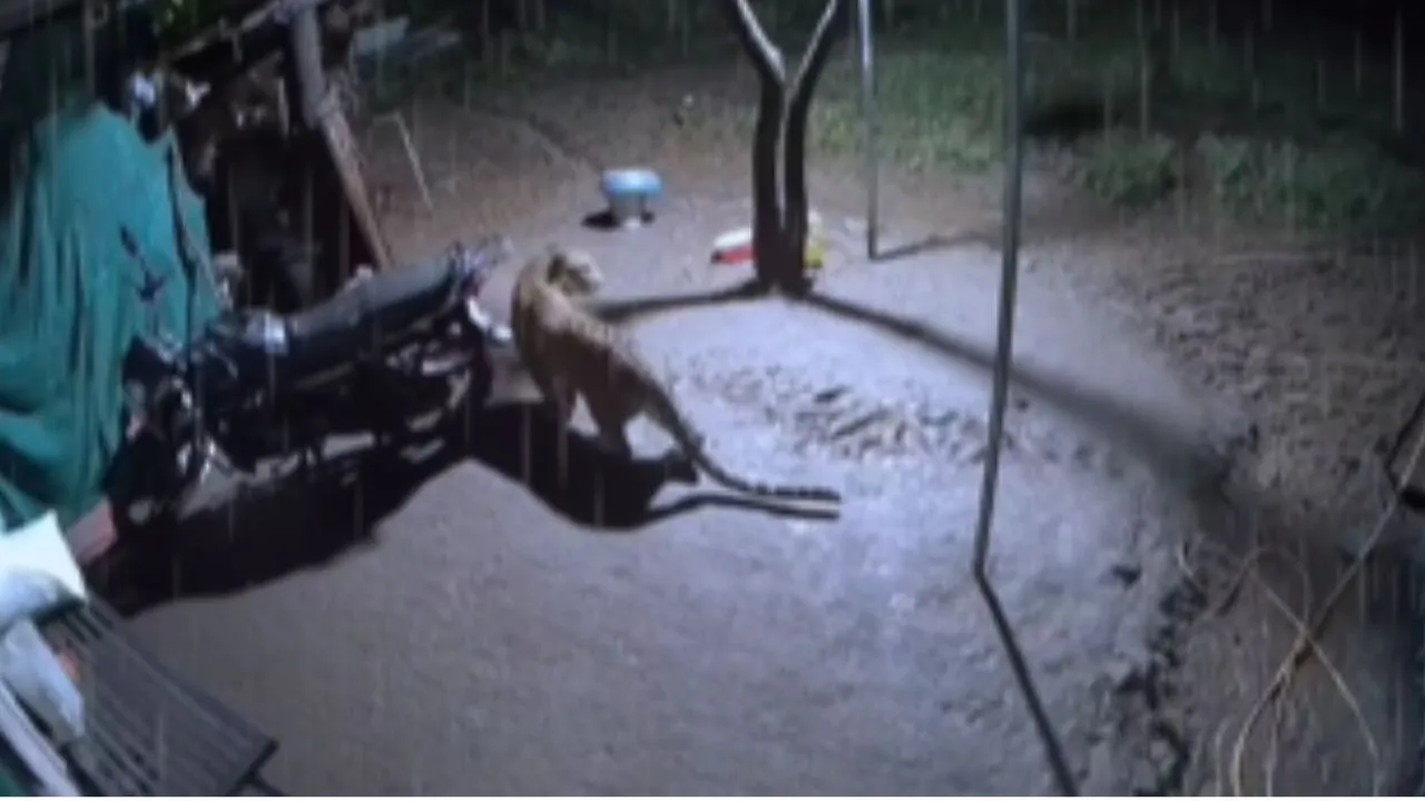 viral leopard video