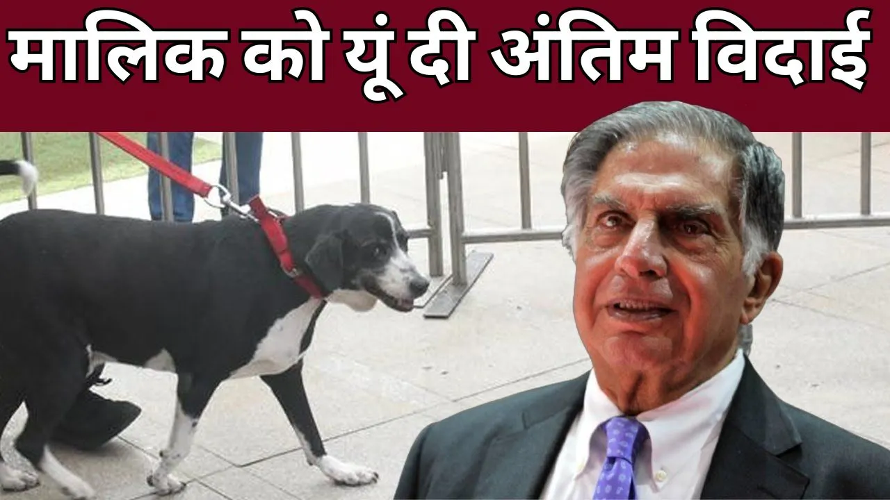 Ratan Tata Dog News
