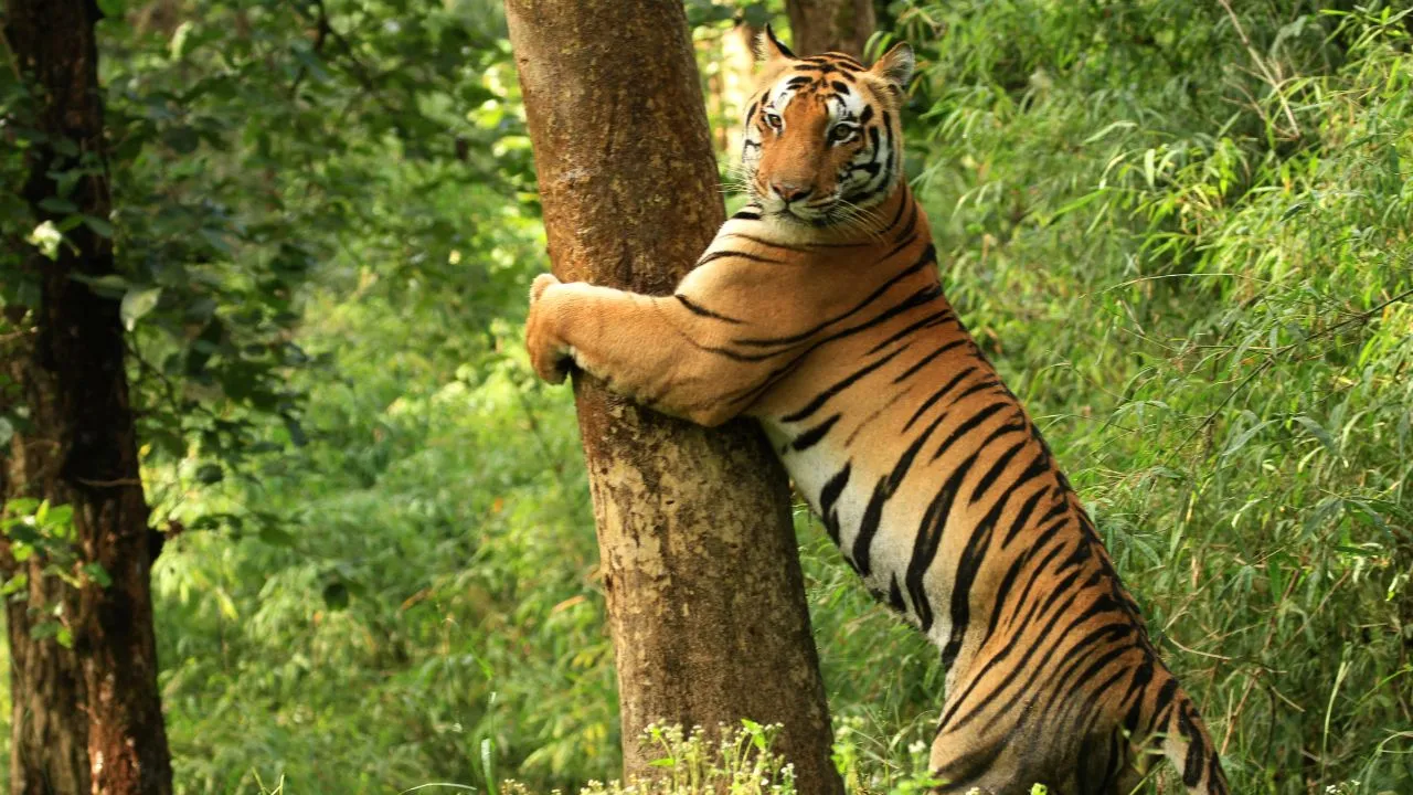 मध्य प्रदेश का कान्हा नेशनल पार्क