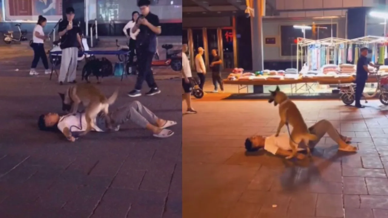 viral video (3)
