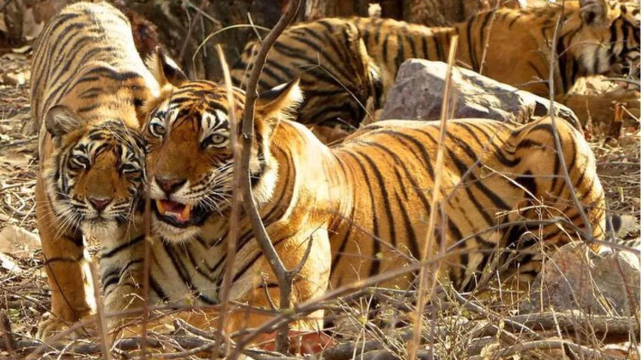 Fear of tiger