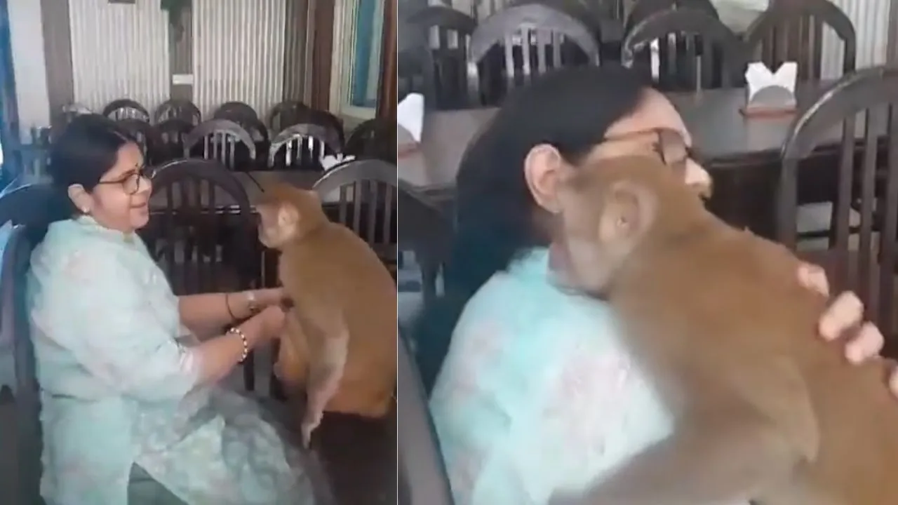 viral Monkey video