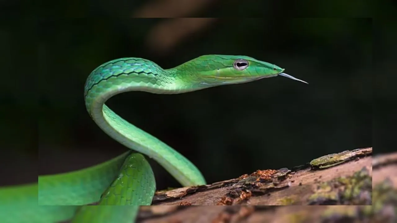 Ahaetulla longirostris snake