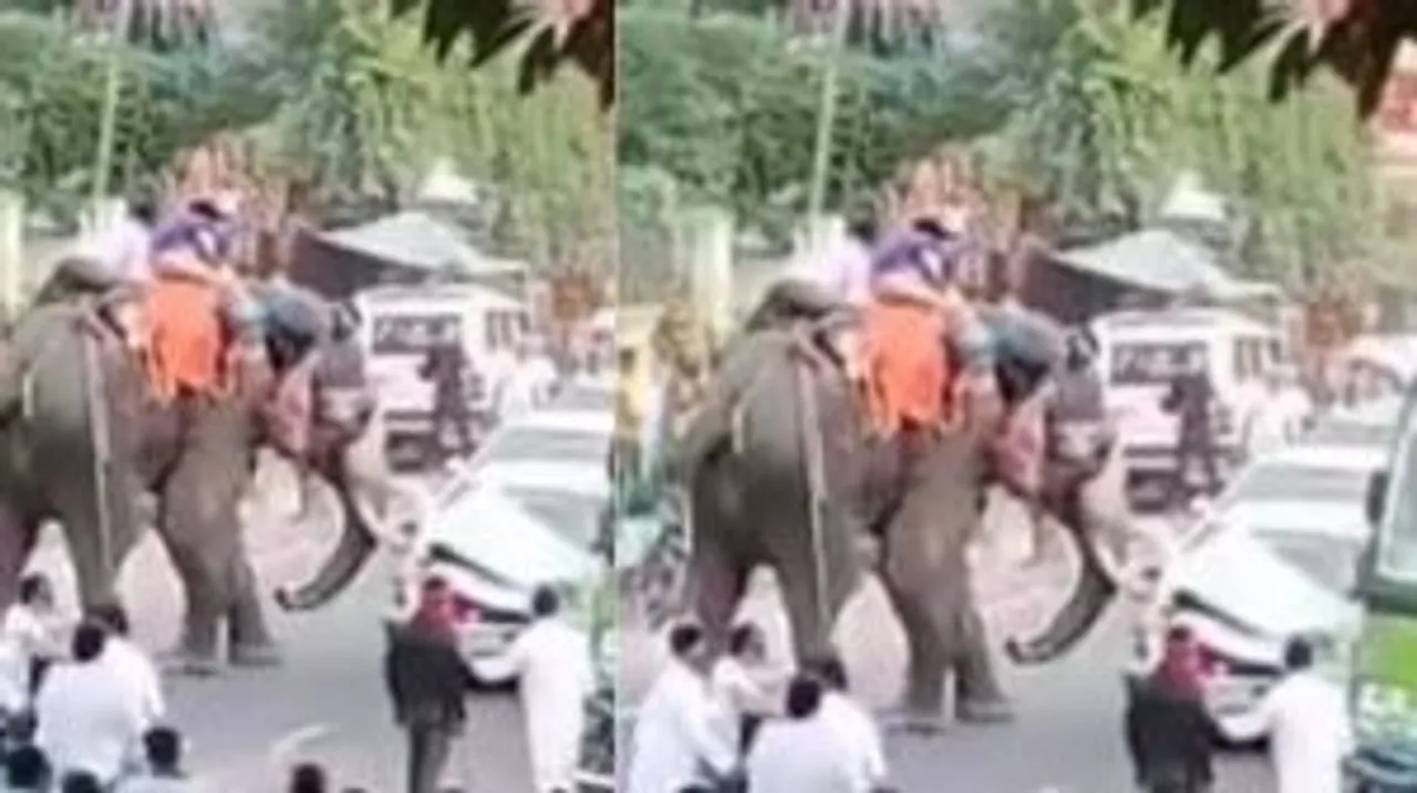 elephant attack on car