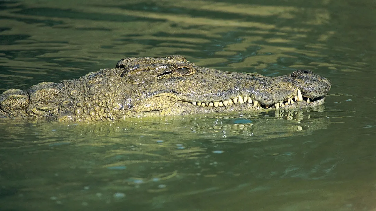 crocodile photo