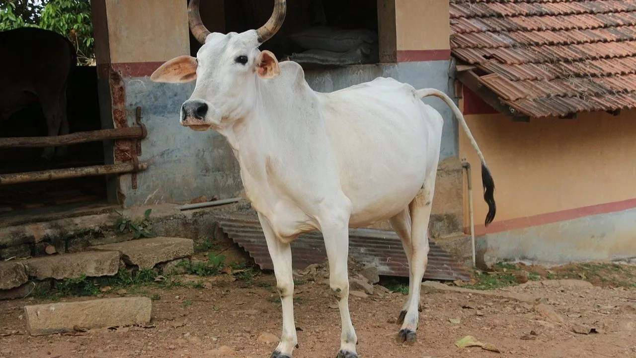 goumutra 