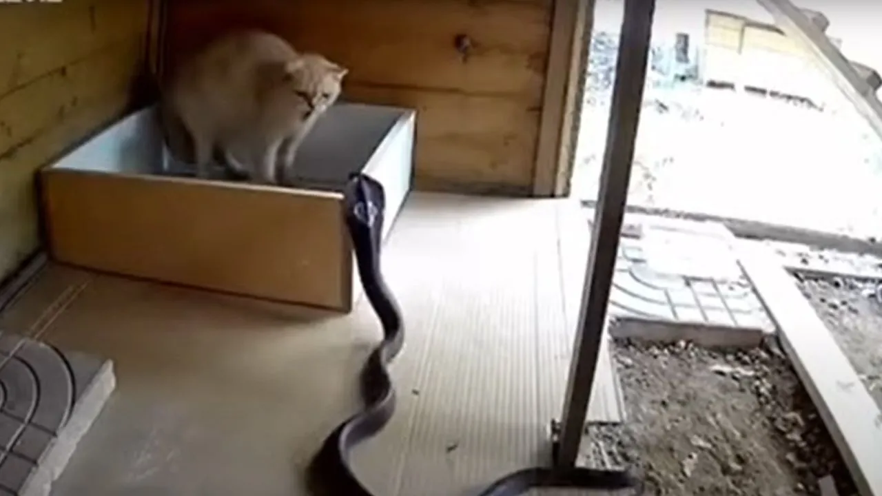 cat snake fight video