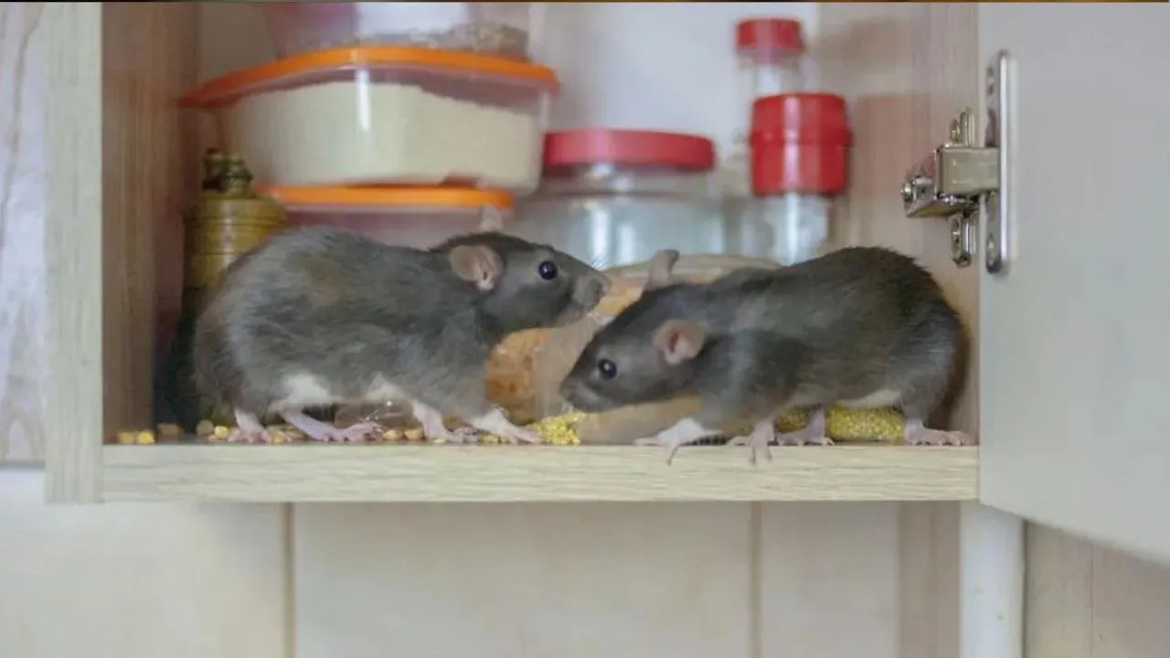 rat 6