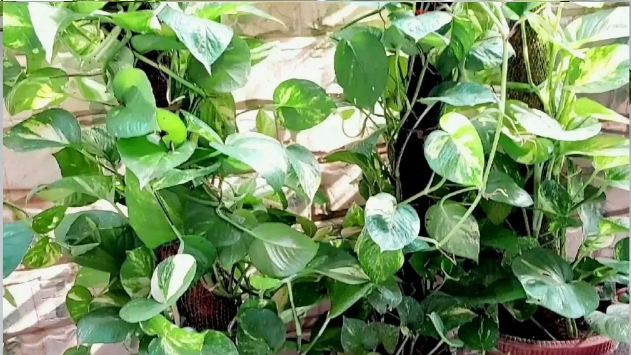 Money Plant 5 (1)