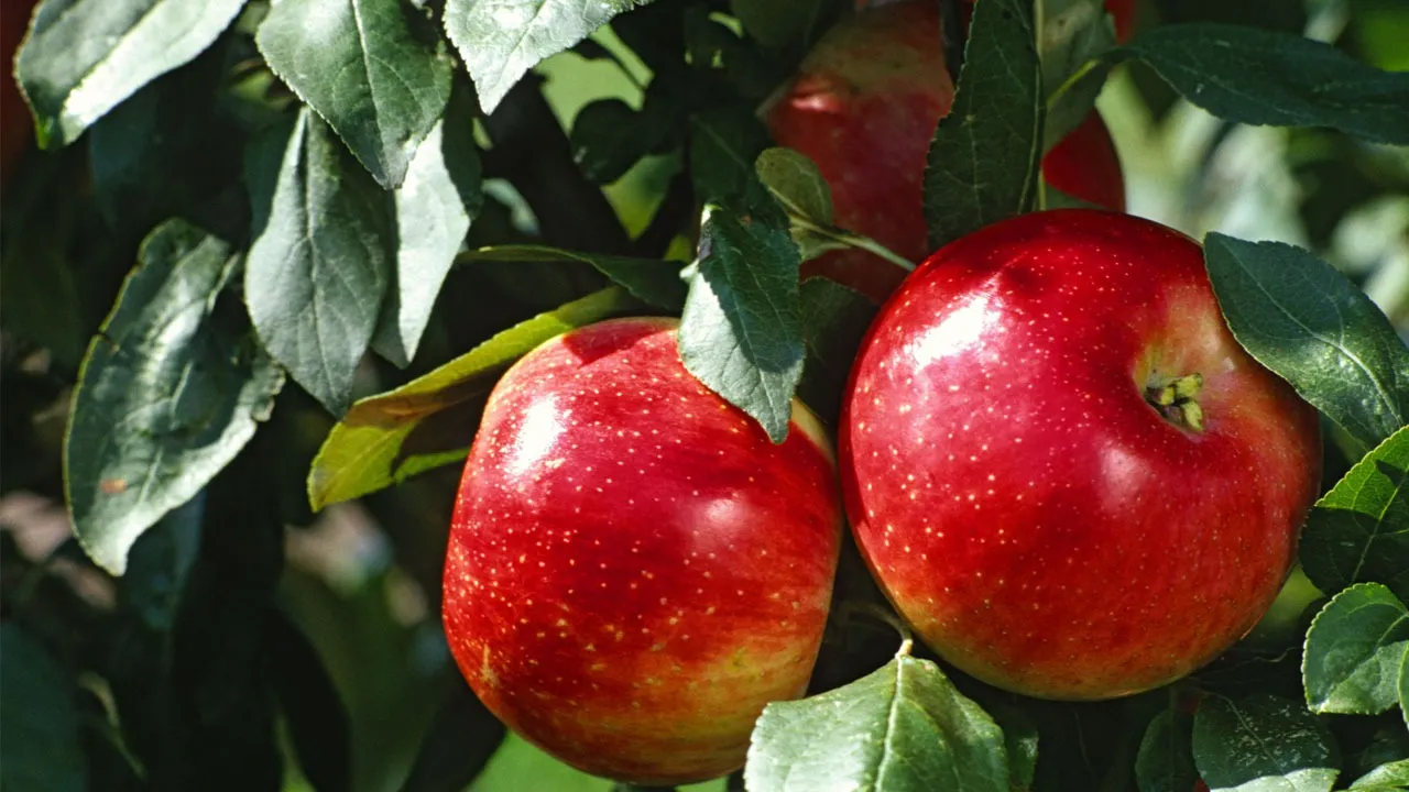 apple for health