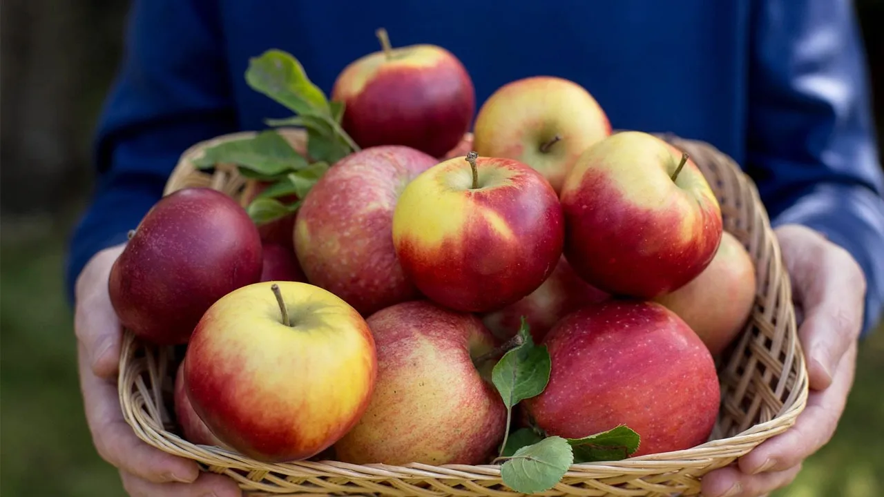 Apple 