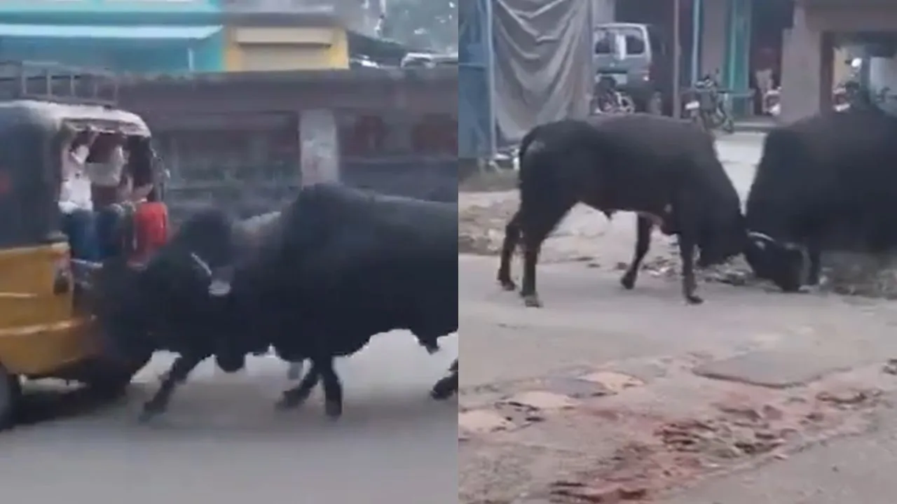 bull fights video