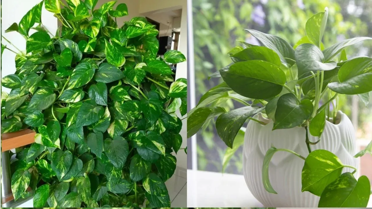Money Plant 2 (1)