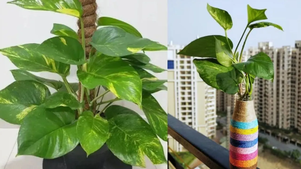 Money Plant 6 (1)