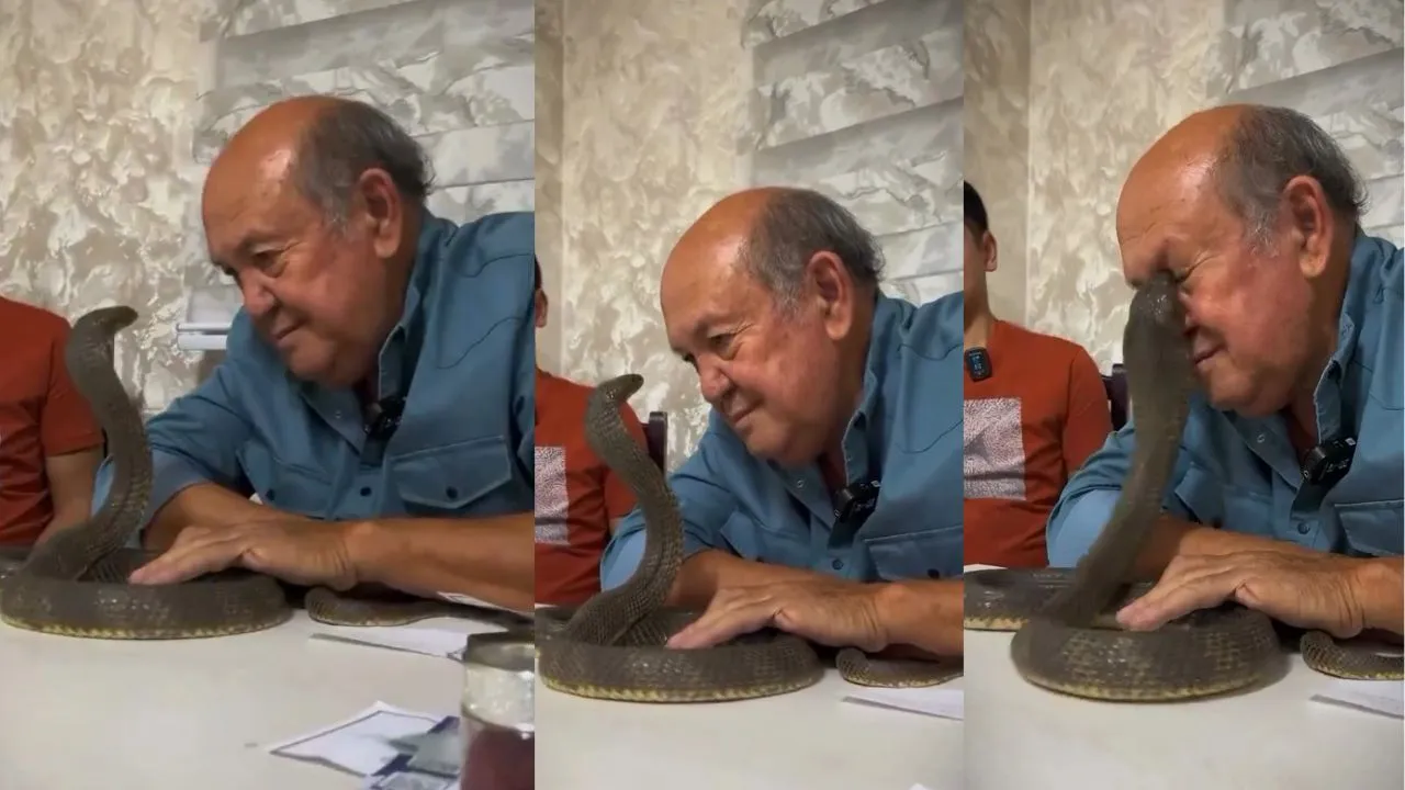 snake attack video