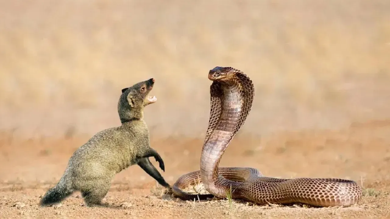 snake mongoose fight