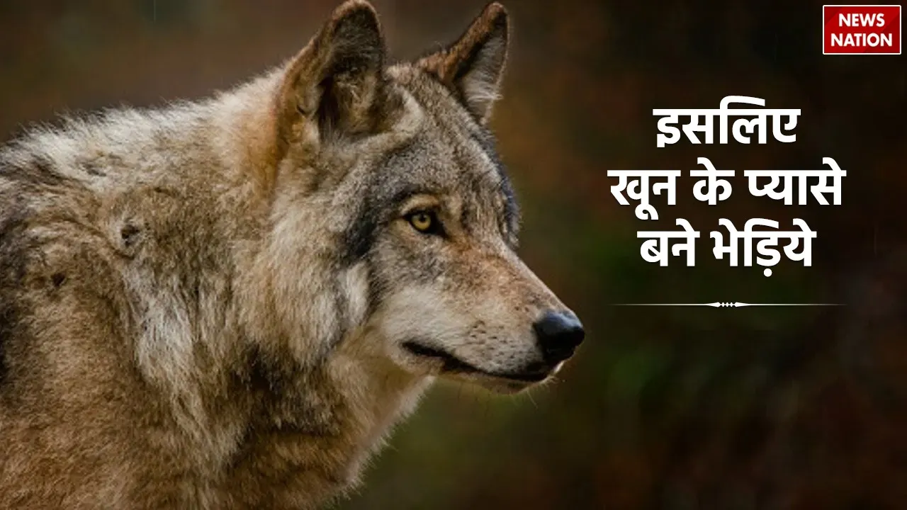 wolf
