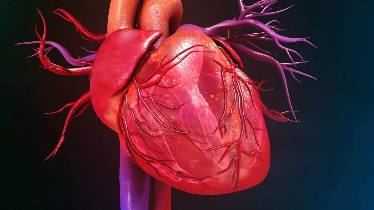 heart