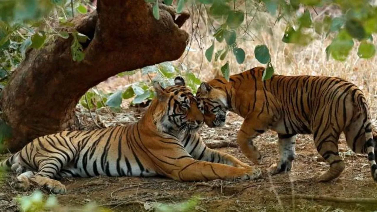 रणथंभौर नेशनल पार्क, राजस्थान