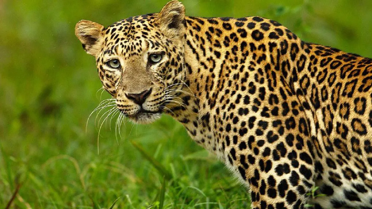 Leopard Attack