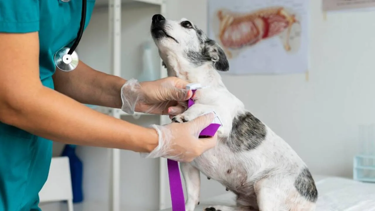 veterinary science animal nhusbandry course