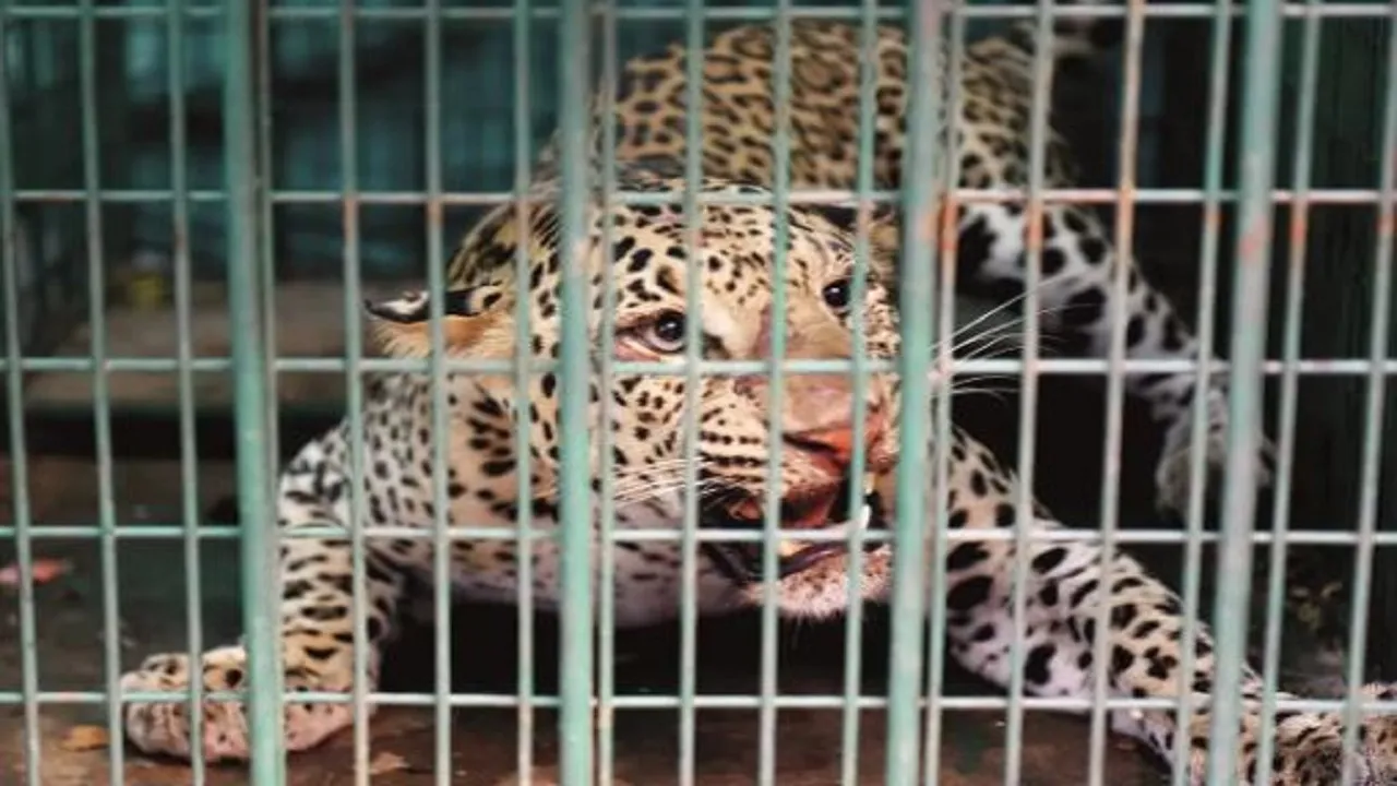 lepord in cage