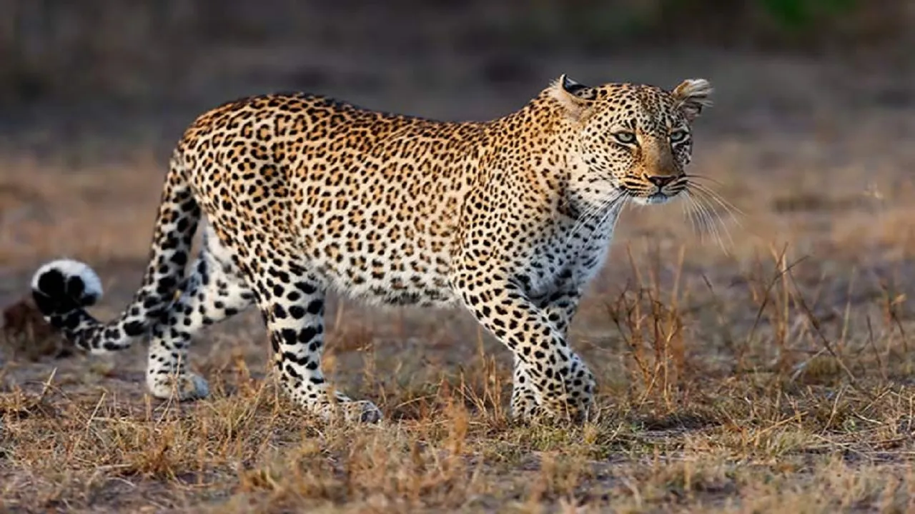 Leopard attack in Udaipur