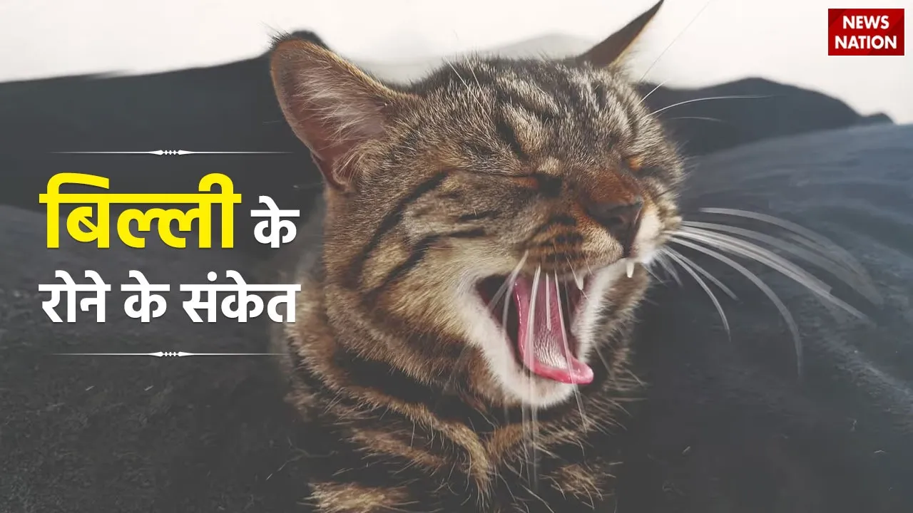 Crying Cat Mean in Hinduism