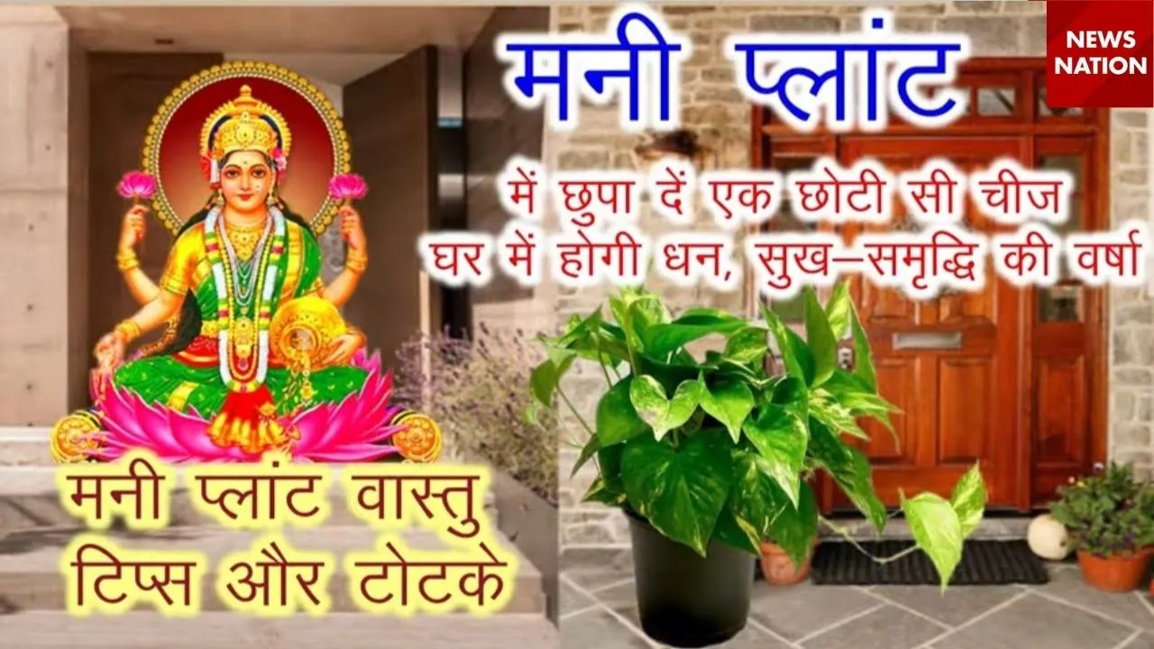money plant (4)