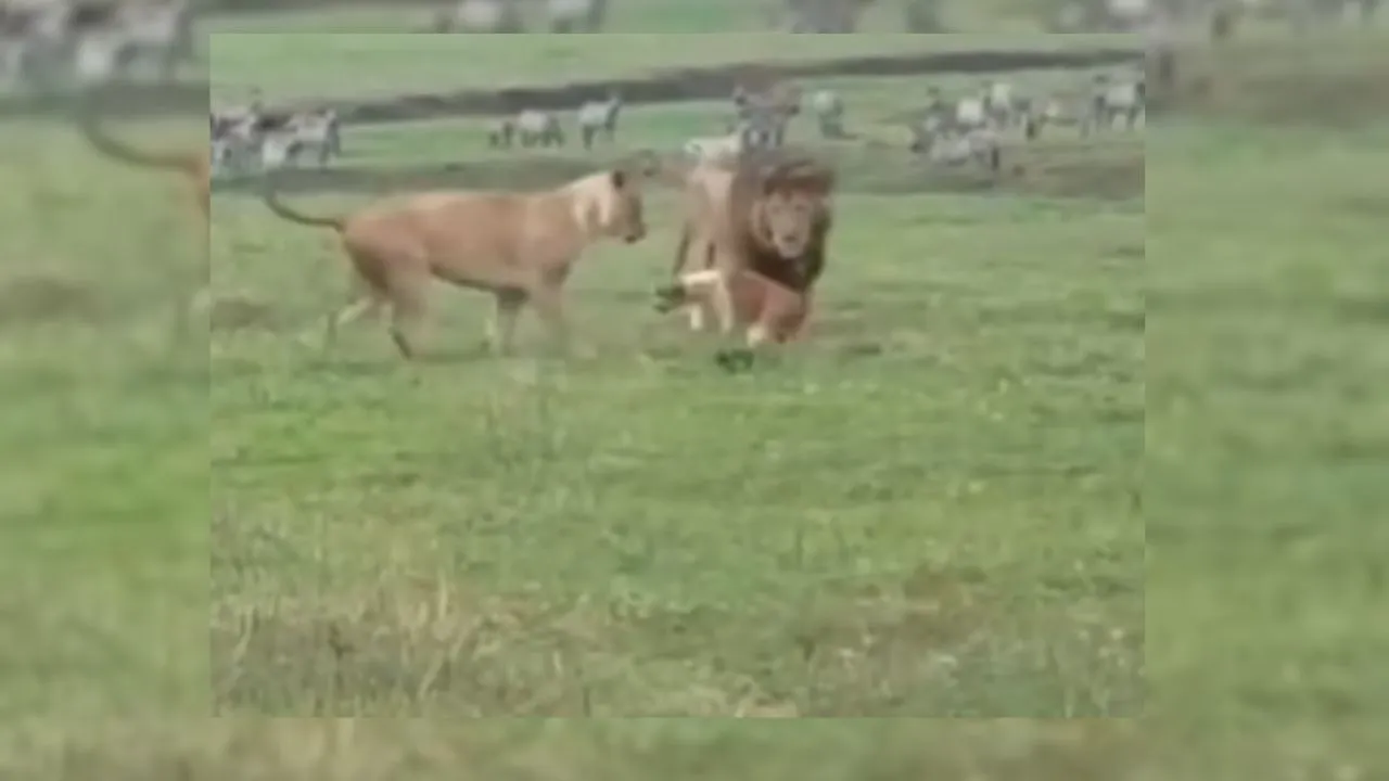 wildlife video video viral 123