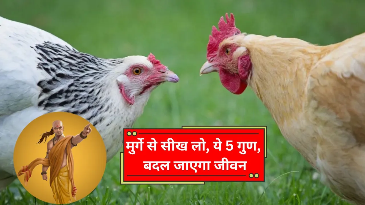 Learn these 5 qualities from chicken, it will change your life