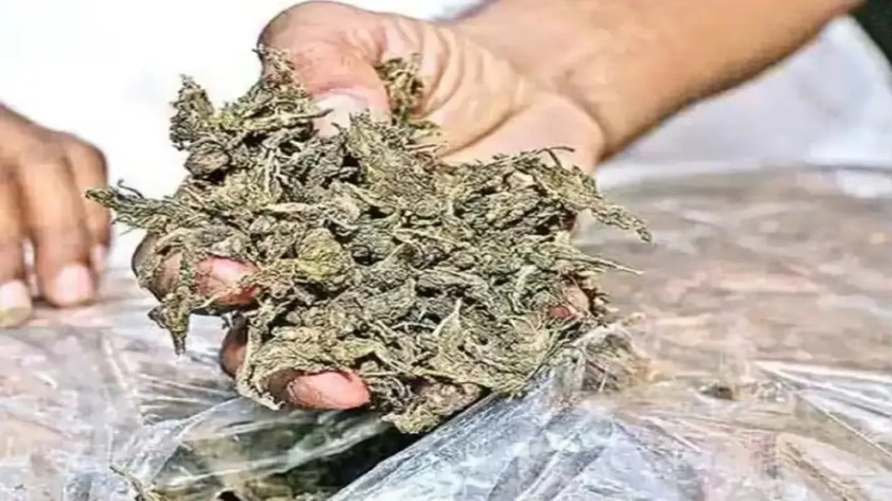 ganja 1