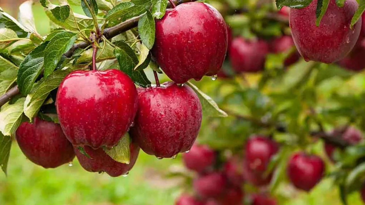 eating apple