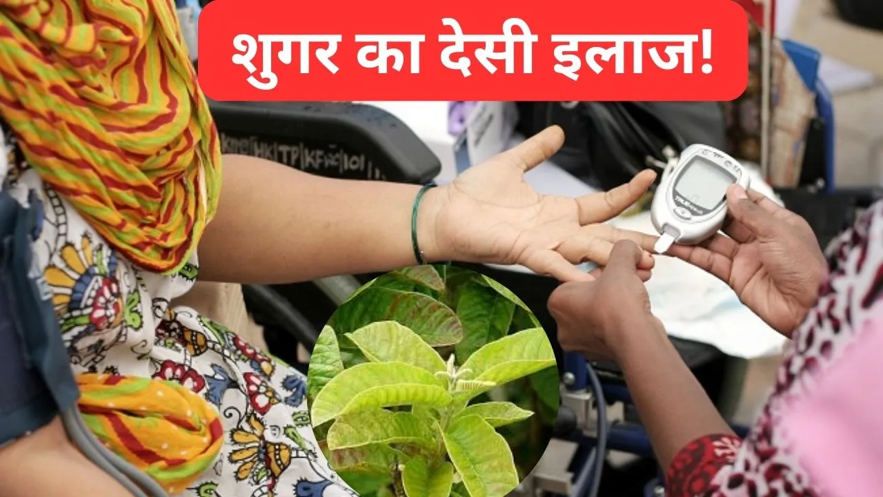 शुगर का देसी इलाज!
