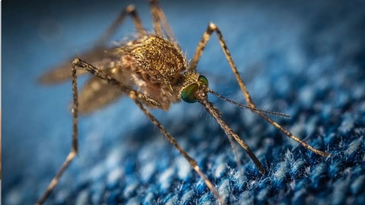 mosquitoes bite 5