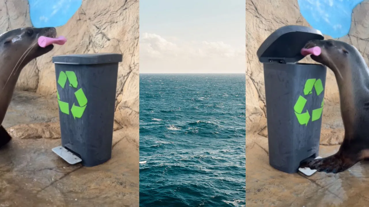 clean sea viral video