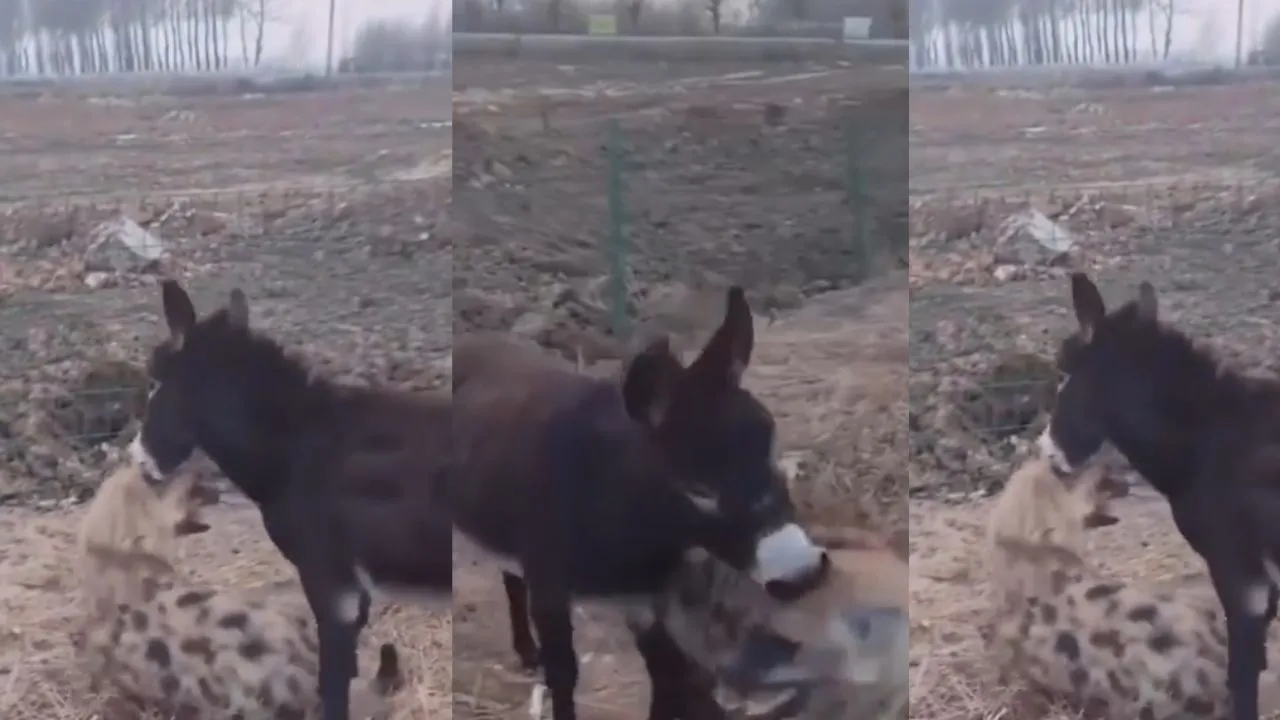 donkey attack on wolf
