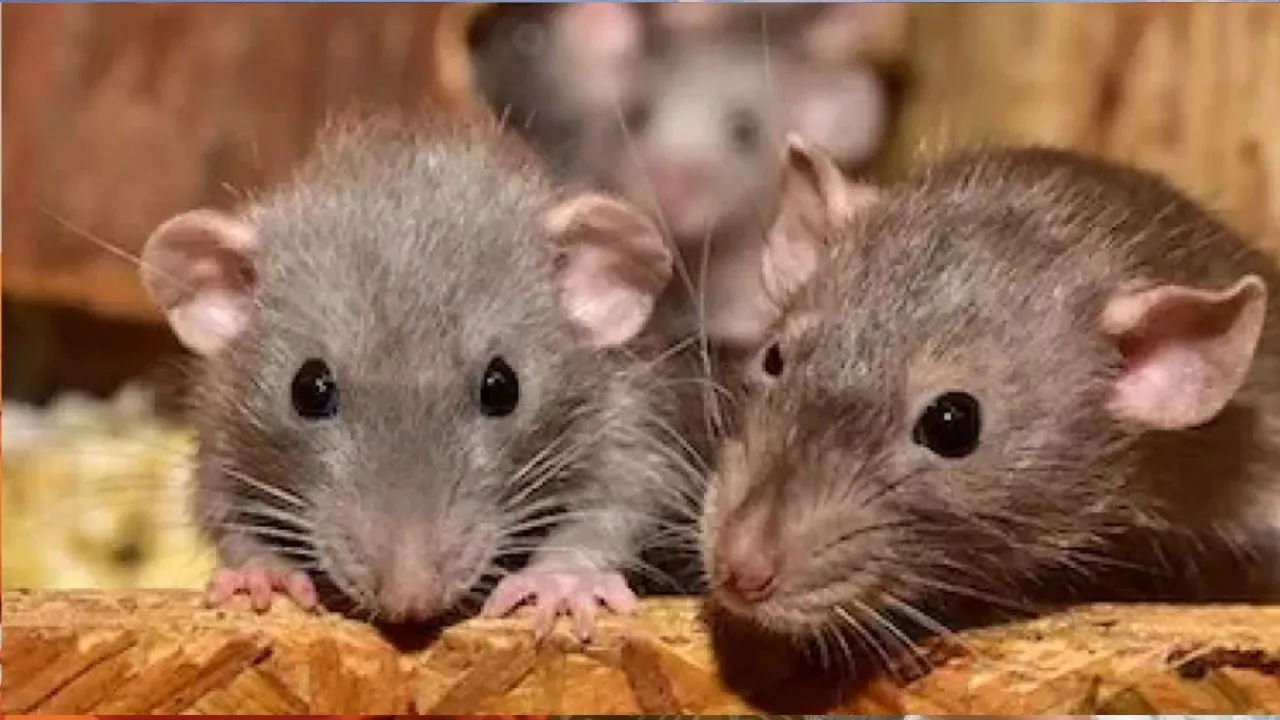 rat 1