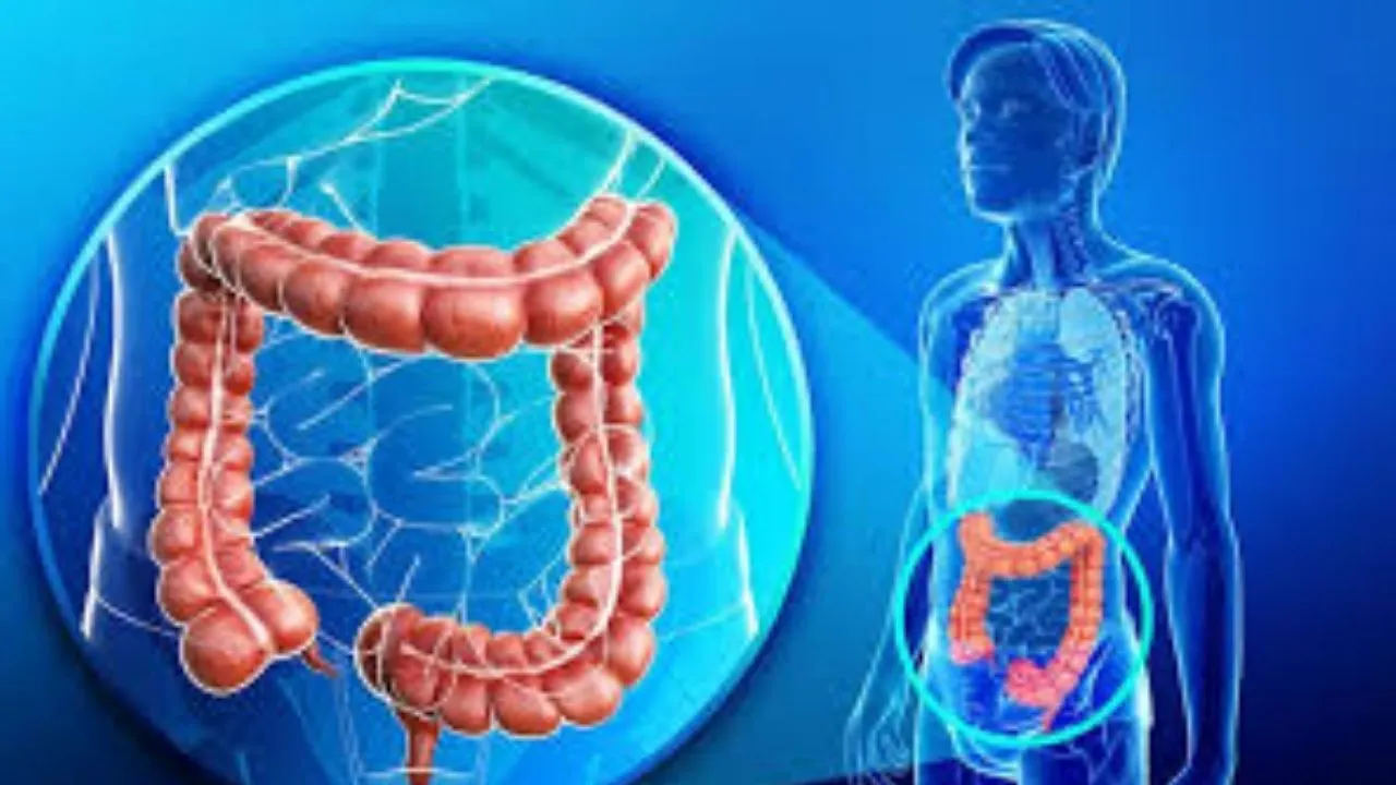 Intestine