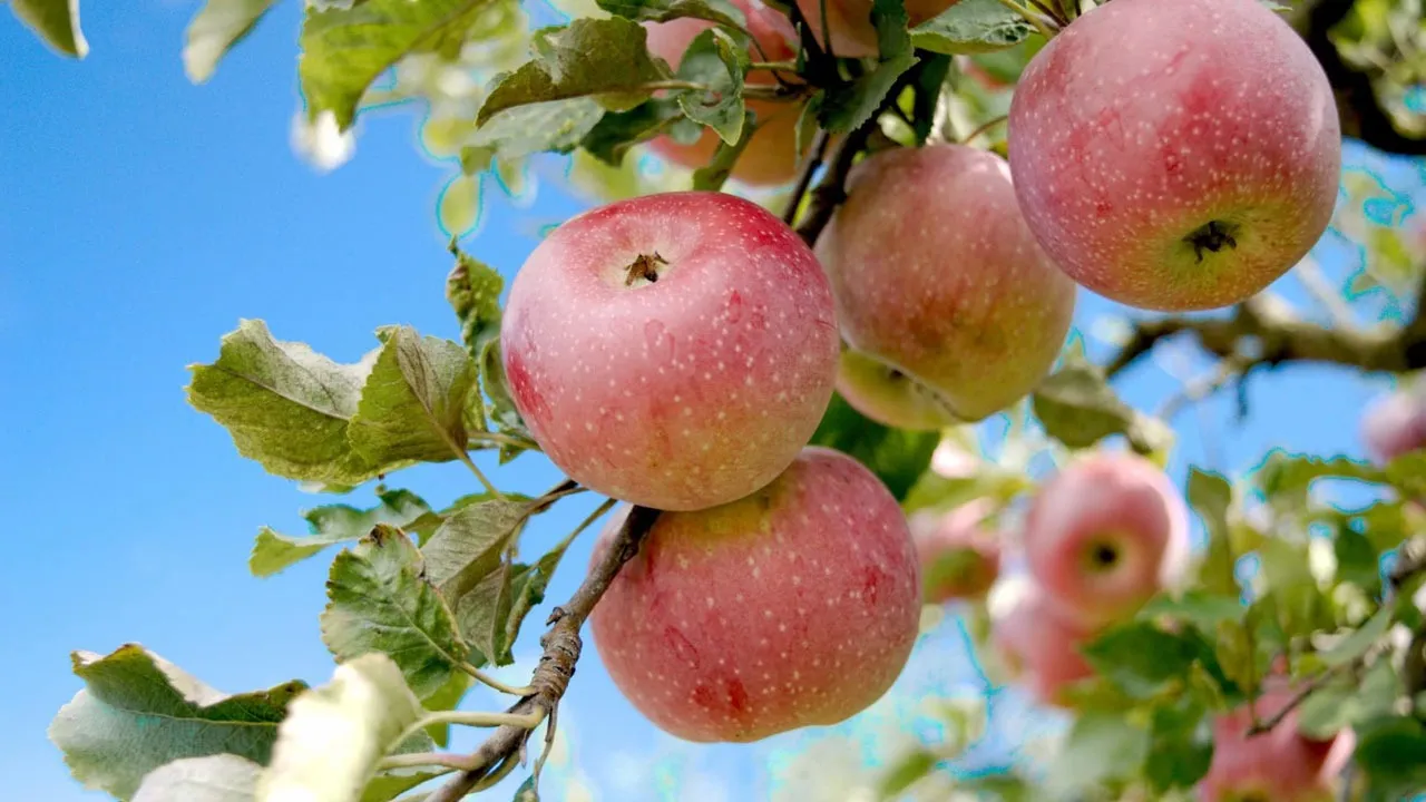 apple  juice