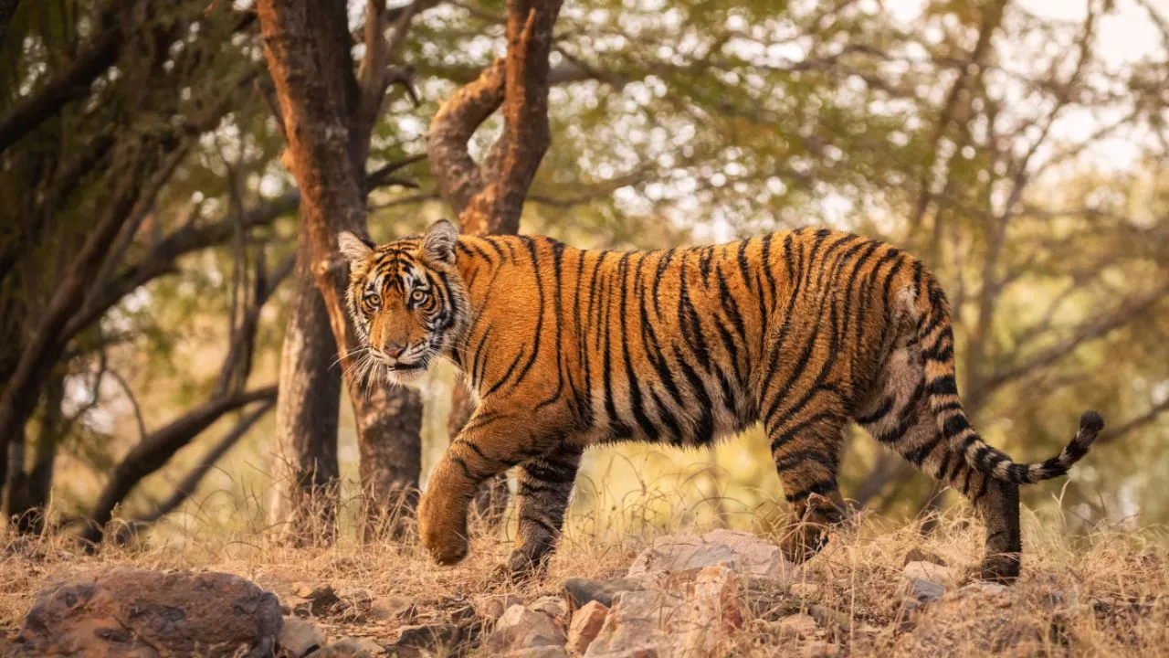 कतर्नियाघाट वाइल्ड लाइफ सेंचुरी