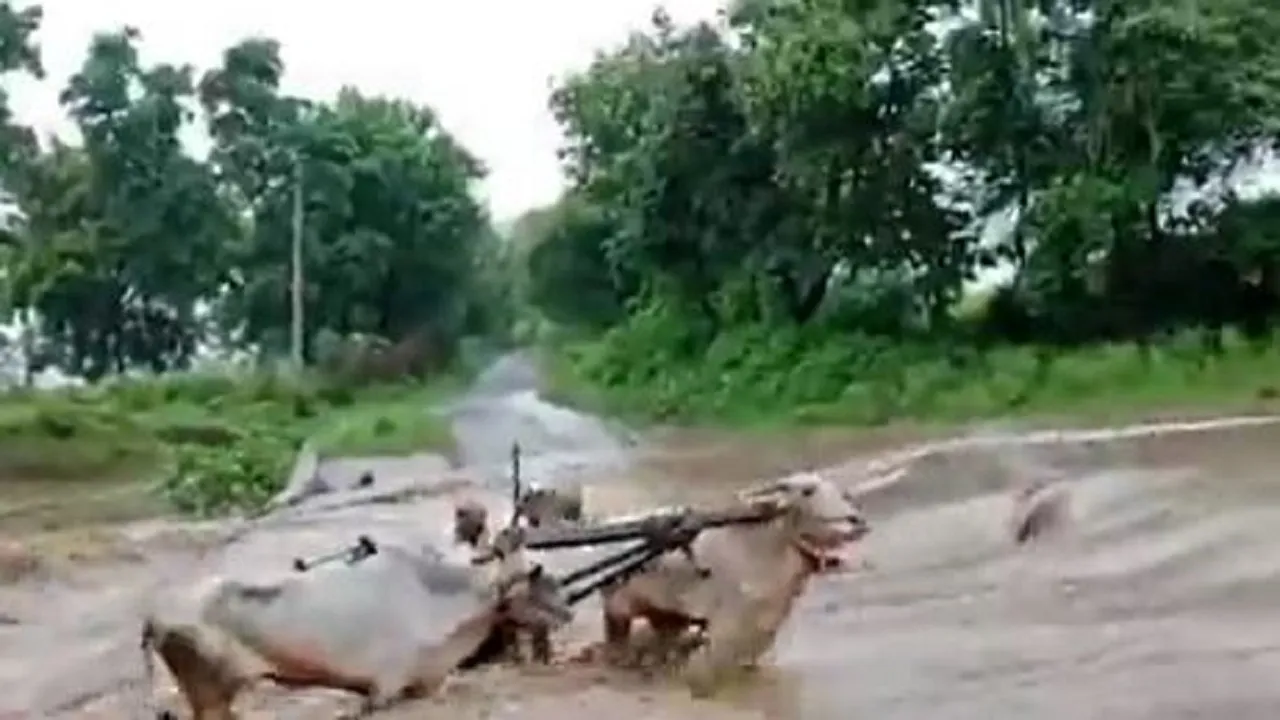 bullock cart