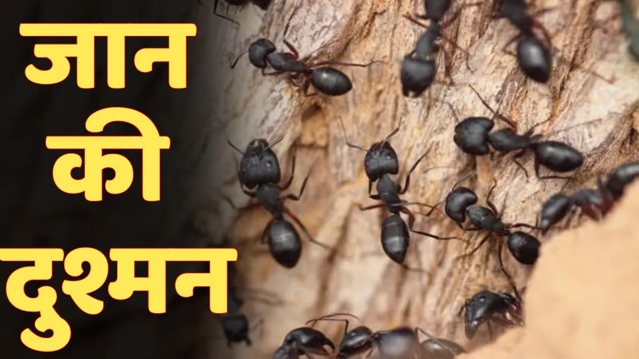 WhatsApp Image 2024-08-14 at 7.16.51 PM