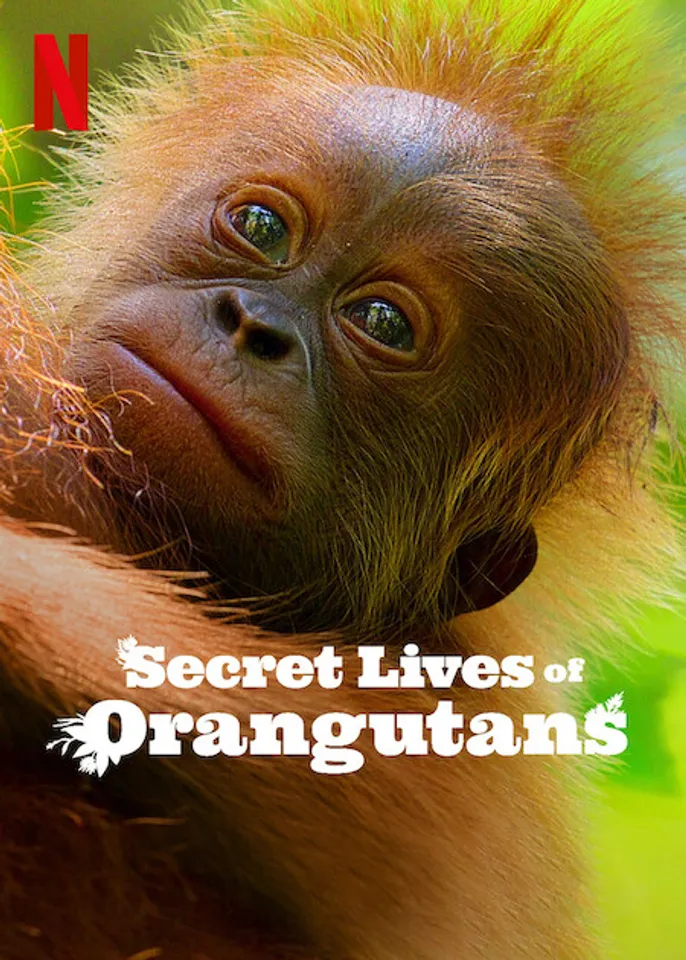 secret lives orungutan